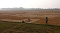 Indian fence, from Hili, Bangladesh.