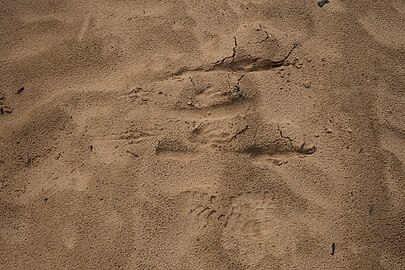 tracks at Wyperfeld National Park in Victoria