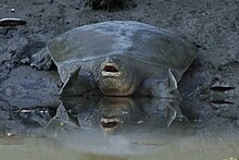 Rafetus euphraticus cropped.jpg