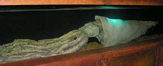 #441 (3/1/2002) Giant squid caught around 160 km off the Hebrides, preserved at the National Marine Aquarium in Plymouth, England