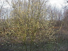 Salix caprea