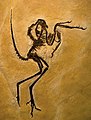 1970年代在索爾恩霍芬發現的印石板始祖鳥（Archaeopteryx lithographica）