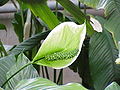 Spathiphyllum cochlearispathum