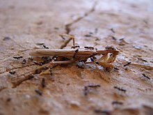 Multiple black ants surrounding and crawling on a dead mantis