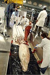 #463 (15/3/2004) Specimen nicknamed "Archie" being imaged and measured in the Tank Room of the Natural History Museum in London