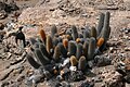 Brachycereus nesioticus, île Bartolomé.