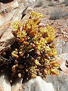 Crassula brevifolia ✓