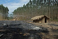 Índios repovoam sua terra tradicional após acordo com a Aracruz Celulose no Espírito Santo - Foto: Valter Campanato/Abr