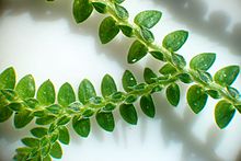 Selaginella apoda; stengels met kleine dorsale en grotere laterale bladen.