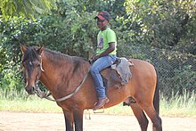 Cheval marron et noir vu de profil avec un jeune garçon sur son dos