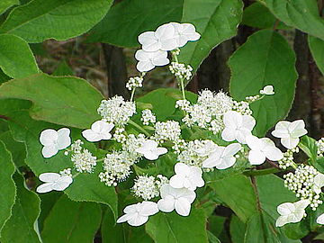 Hydrangea cinerea