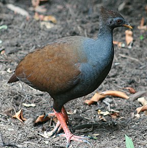 Rotbein-Großfußhuhn (Megapodius reinwardt)