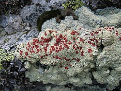 Alpenbloedkorst (Ophioparma ventosa)