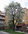 Un arbre en pleine floraison