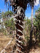 Trunk with persistent leaf bases