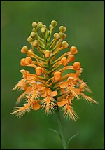 Miniatura para Platanthera ciliaris