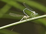 Mating damselflies