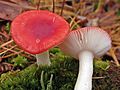 Kirschroter Spei-Täubling (Russula emetica)