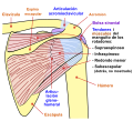 Diagrama de la articulación del hombro, vista posterior.