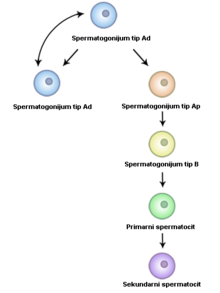 Spermatocytogenesis-bs.png