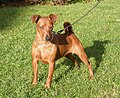 Femmina Zwergpinscher Rosso Cervo