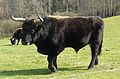 Heckrind-Stier im Beweidungsprojekt Aurachtal, Oberfranken