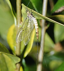 2021 Dänische Eintagsfliege