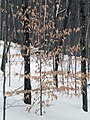 Hêtre à grandes feuilles à l'hiver