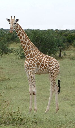 Tsjaadgiraffe