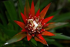 Description de l'image Guzmania fuerstenbergiana 0zz.jpg.