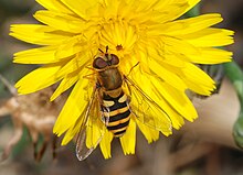 Hoverfly December 2007-4.jpg