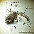 Larve zoé I du crabe Hemigrapsus takanoi. Les flèches indiquent les exopodites natatoires des maxillipèdes 1 et 2.