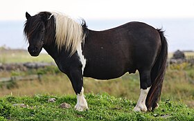 Poney Shetland de robe pie, sur les îles Shetland.