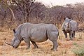 Du kerkedanên spî (Ceratotherium).