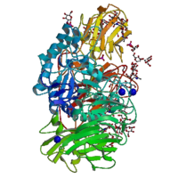 Image illustrative de l’article Bêta-galactosidase