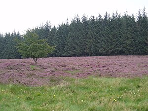 Lande à bruyère sur le plateau de Gentioux, avec pression forestière marquée et fermeture du paysage.