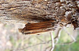 Fourreau larvaire de Psychidae