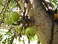 Image 26Fig trees often represent talismans with the udumbara (from List of mythological objects)