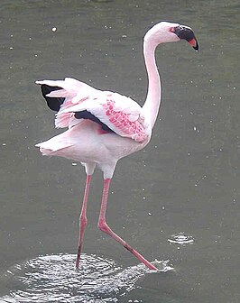 Kleine flamingo