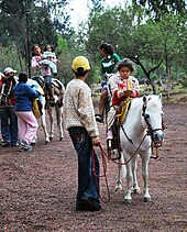 Un poney gris-blanc vu de face est tenu en longe par un adulte et monté par une jeune fille.