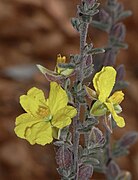 Hibbertia crinita