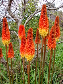 Kniphofia Species (7134114493).jpg