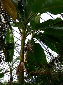 Musa sikkimensis.jpg