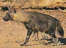 Parahyaena brunnea 3.jpg