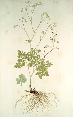 Mazais saulkrēsliņš (Thalictrum minus)