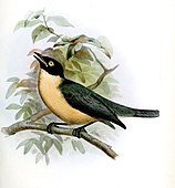 Kinkimavo (Tylas eduardi, Vangidae)