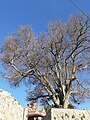 Заштитено дрво „Кочеџик“ (Celtis Australis), засадено од Никола Чудо на 6.4.1886 год.