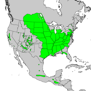 Distribuo de manitoba acero