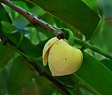 Annona glabra պտուղը.