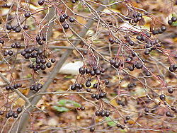 Prunfolia aronio (Aronia x prunifolia)